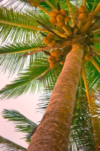 Coconut Tree looking up